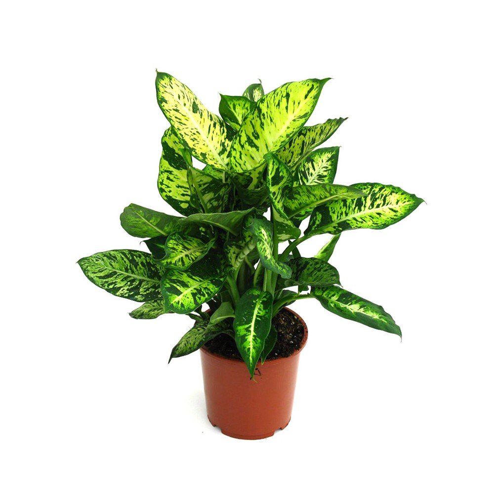 Dieffenbachia