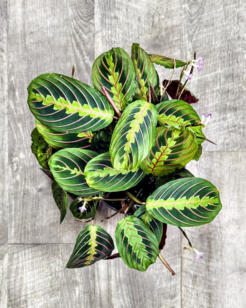 Maranta