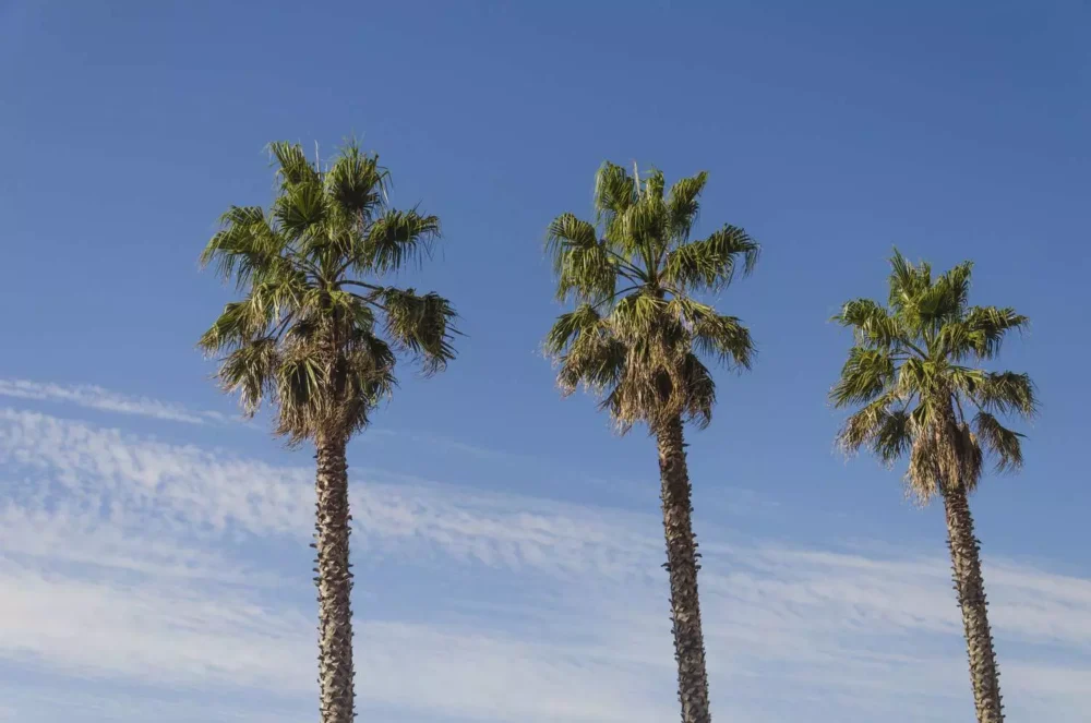 Palmera