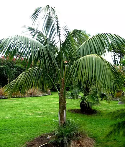 Howea Forsteriana